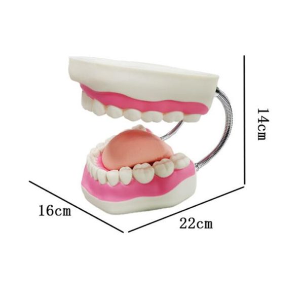 Kids Tooth Brush Teaching Dental Model - Image 2