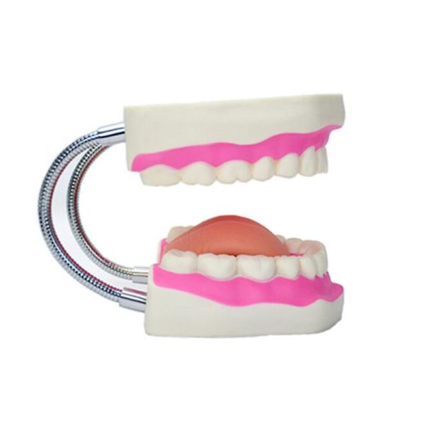 Kids Tooth Brush Teaching Dental Model - Image 3