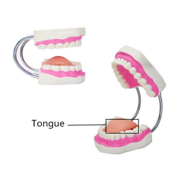 Kids Tooth Brush Teaching Dental Model - Image 4