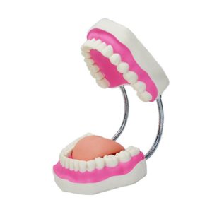 Kids Tooth Brush Teaching Dental Model