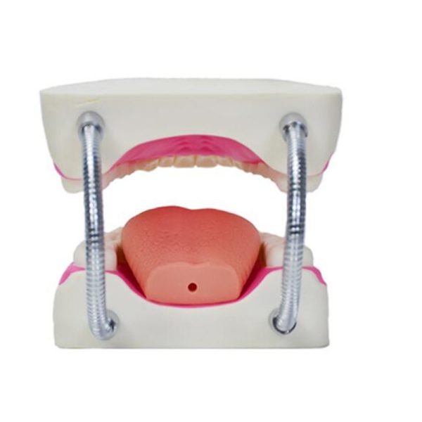 Kids Tooth Brush Teaching Dental Model - Image 6