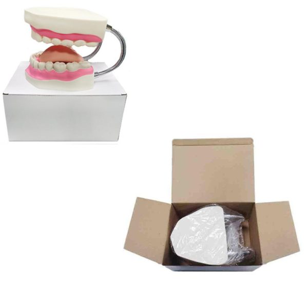 Kids Tooth Brush Teaching Dental Model - Image 7
