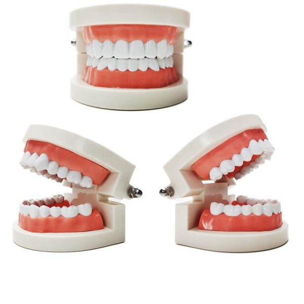 Dental Care Teeth Model Teaching Dentist Demonstration Tooth Model - Image 2