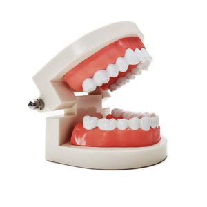 Dental Care Teeth Model Teaching Dentist Demonstration Tooth Model