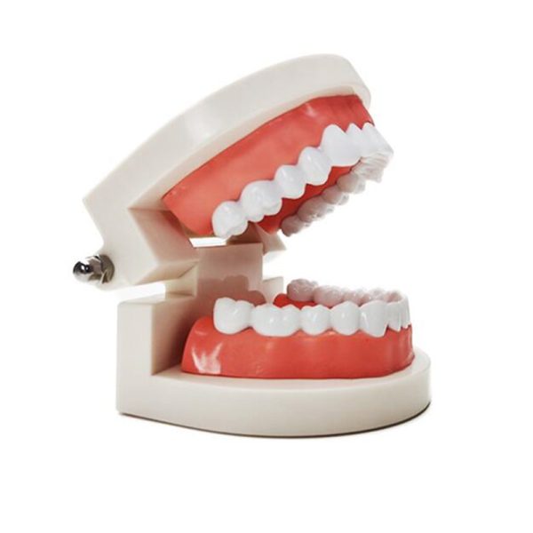 Dental Care Teeth Model Teaching Dentist Demonstration Tooth Model