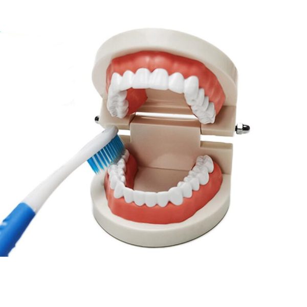 Dental Care Teeth Model Teaching Dentist Demonstration Tooth Model - Image 4