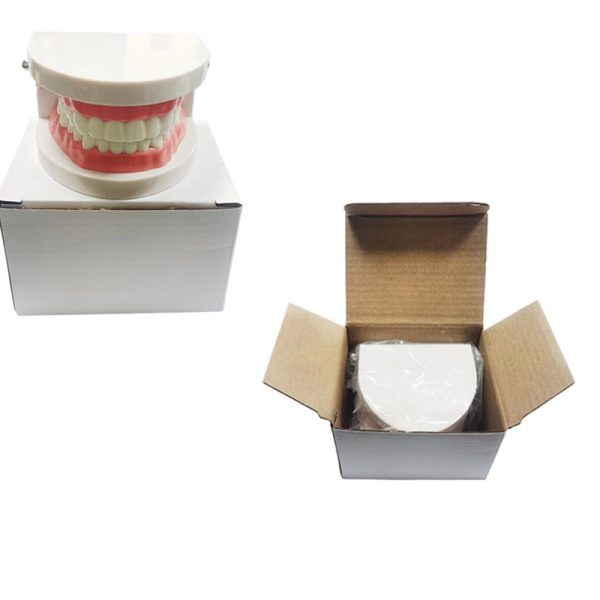 Dental Care Teeth Model Teaching Dentist Demonstration Tooth Model - Image 7